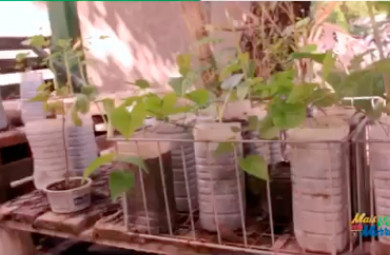 Vídeo mostra como começar uma horta caseira