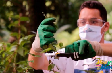 Vídeo mostra como podar plantinhas corretamente