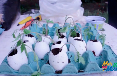 Vídeo mostra como fazer uma sementeira com casca de ovo.