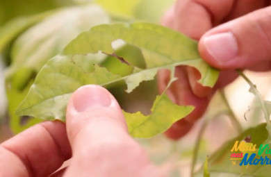 Vídeo mostra como identificar pragas e doenças nas plantas